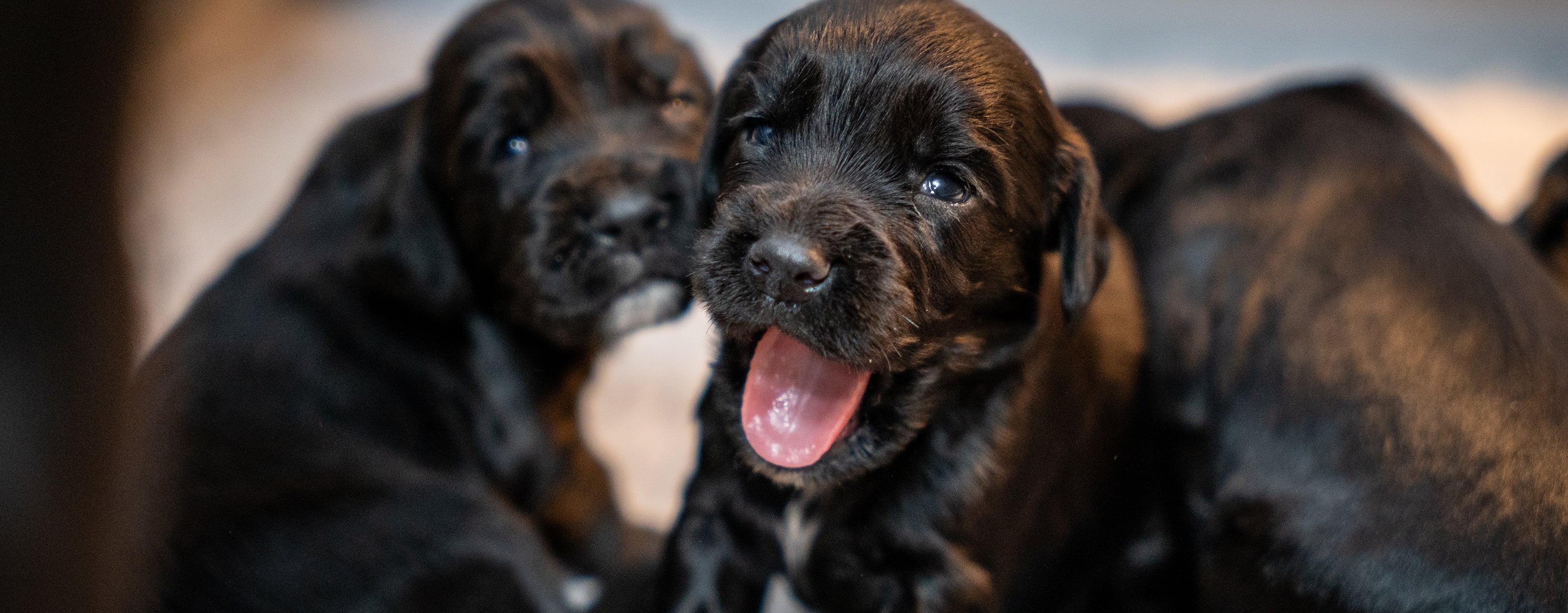 Good dog webinar neonatal puppy care purina pro club